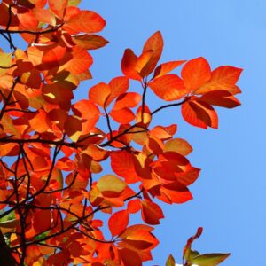 Cold Stream Farm black gum fall leaves