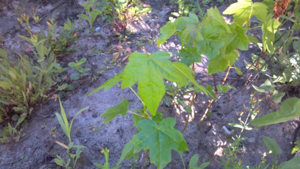 Cold Stream Farm sweet gum forest leaves