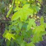 Cold Stream Farm sweet gum green leaves