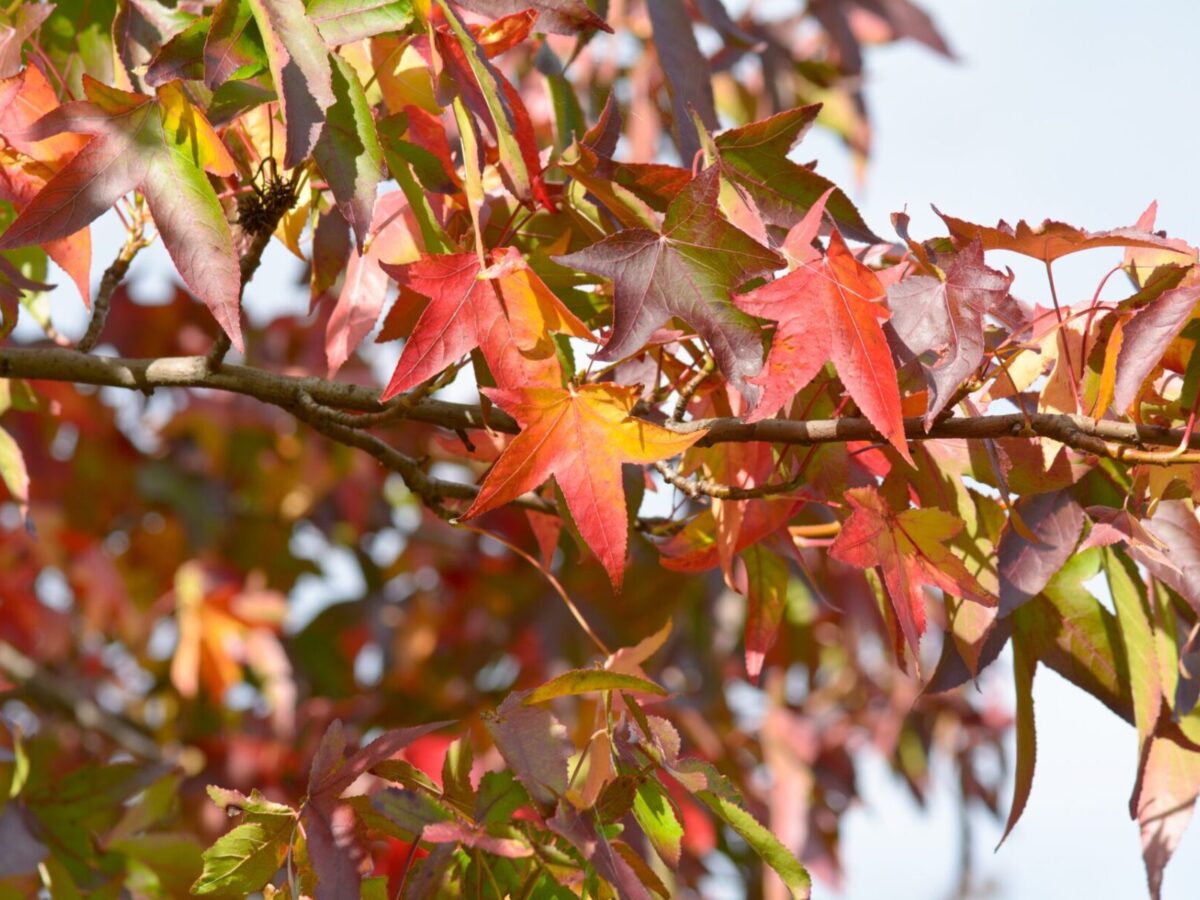 gum_sweet_leaves_istock-