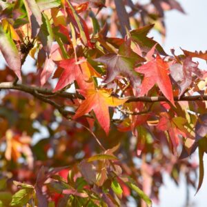 Cold Stream Farm sweet gum fall branch