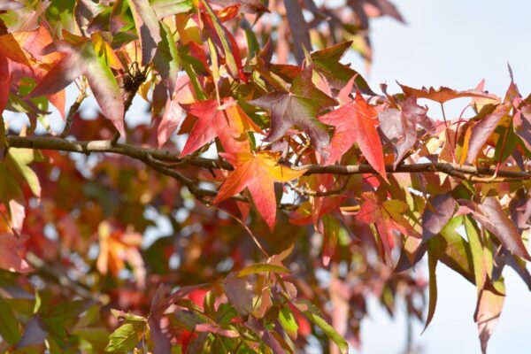 Cold Stream Farm sweet gum fall branch