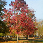 Cold Stream Farm sweet gum fall tree