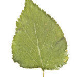 Cold Stream Farm common hackberry leaf