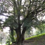 Cold Stream Farm common hackberry tree