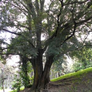 Cold Stream Farm common hackberry tree