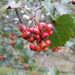 Cold Stream Farm Washington hawthorn berries