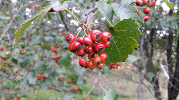Cold Stream Farm Washington hawthorn berries