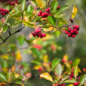 Cold Stream Farm Washington hawthorn fall berries
