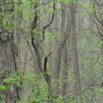 Cold Stream Farm shagebark hickory forest tree