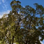 Cold Stream Farm shagbark hickory mature tree