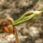 Cold Stream Farm shagbark hickory spring buds