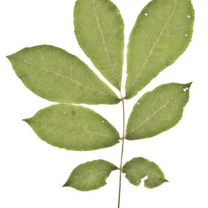 Cold Stream Farm bitternut hickory leaf
