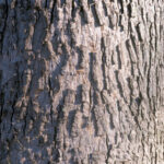 Cold Stream Farm bitternut hickory tree bark