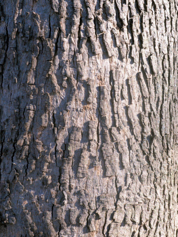 Cold Stream Farm bitternut hickory tree bark