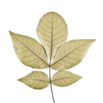 Cold Stream Farm shagbark hickory leaf