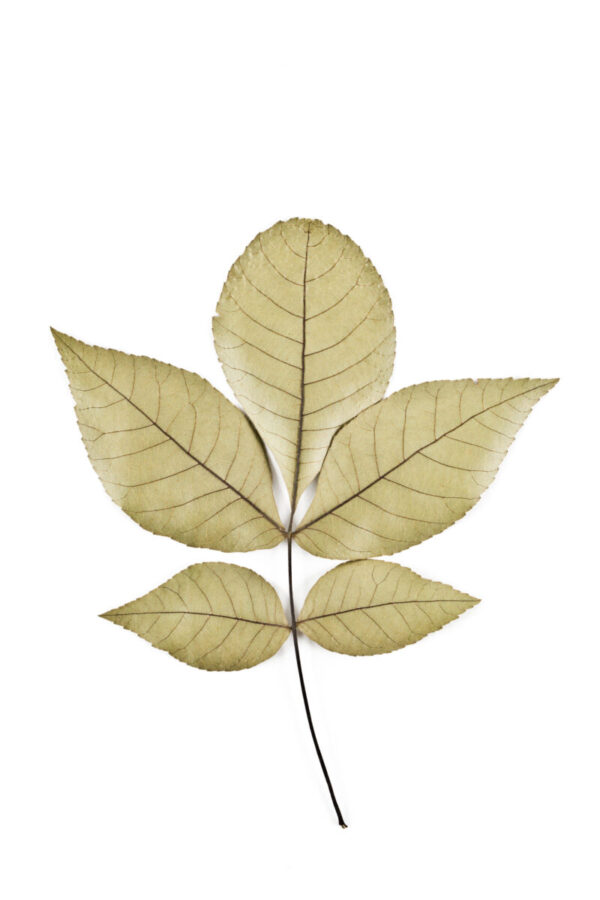 Cold Stream Farm shagbark hickory leaf