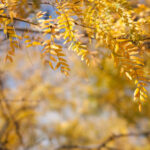 Cold Stream Farm honeylocust fall