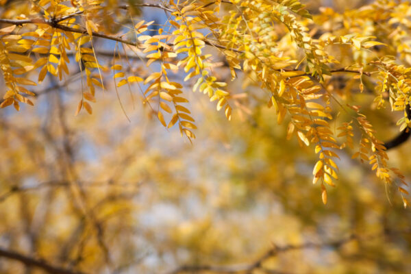 Cold Stream Farm honeylocust fall