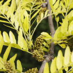 Cold Stream Farm honeylocust leaves and flowers