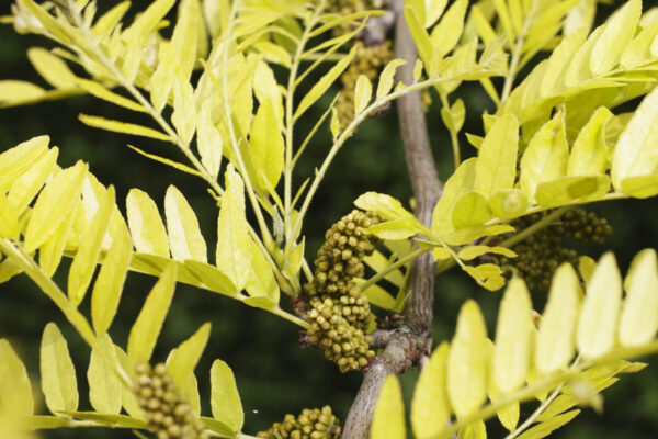 Cold Stream Farm honeylocust leaves and flowers