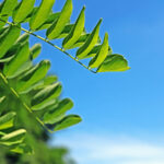Cold Stream Farm honeylocust leaves stock