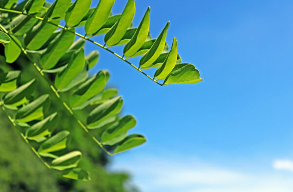 Cold Stream Farm honeylocust leaves stock