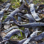 Cold Stream Farm honeylocust seed pods