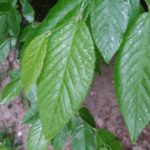 Cold Stream Farm hophornbeam leaves