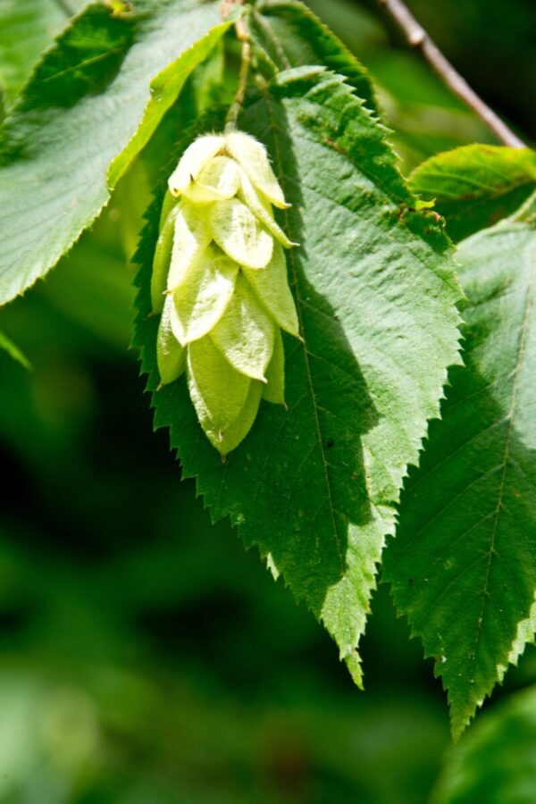 Cold Stream Farm hopehornbeam leaf and seed