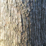 Cold Stream Farm hophornbeam bark