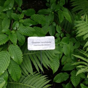 Cold Stream Farm hornbeam plants