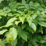 Cold Stream Farm hornbeam leaves on a branch