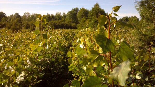 Cold Stream Farm hybrid poplar trees