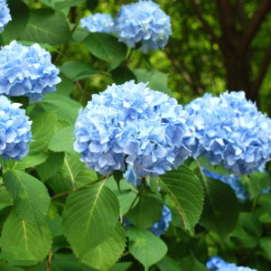 Cold Stream Farm blue hydrangea