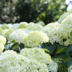 Cold Stream Farm white hydrangea