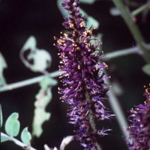 Cold Stream Farm false indigo flowers