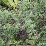 Cold Stream Farm false indigo