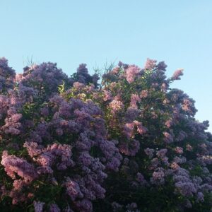 Cold Stream Farm lilac orchard