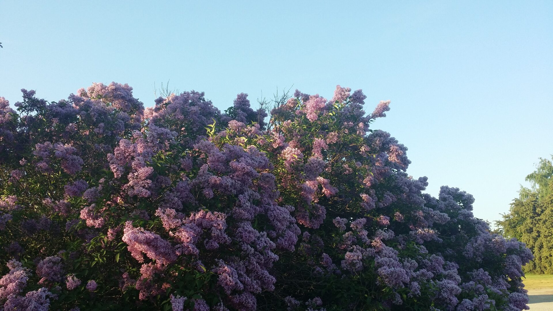 Lilac - Syringa Vulgaris, Deciduous Shrubs