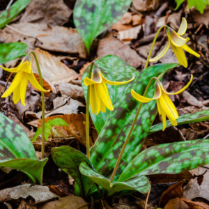 Cold Stream Farm forest flowers