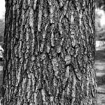 Cold Stream Farm sweet gum bark