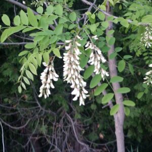 Cold Stream Farm black locust flowers