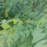 Cold Stream Farm black locust leaves