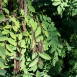 Cold Stream Farm black locust seeds