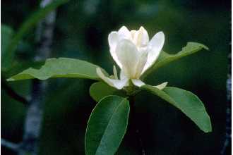 Cold Stream Farm magnolia flower