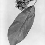 Cold Stream Farm magnolia leaf