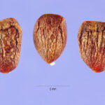 Cold Stream Farm magnolia seed