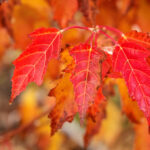 Cold Stream Farm amur maple fall leaves