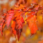Cold Stream Farm amur maple fall